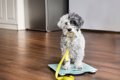 愛犬の『痩せすぎ』…の画像