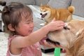 娘と柴犬を連れて実…の画像