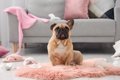 犬が『部屋を散らか…の画像