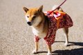 犬用浴衣┃愛犬の浴衣…の画像