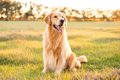 人気の『大型犬』ラ…の画像