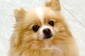 『犬の幼稚園』から…の画像