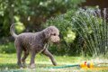 犬に『NGな春～夏の…の画像