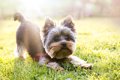 近代的な犬種、狼に…の画像