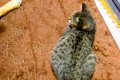 保護猫のことを『優…の画像