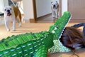 犬は『家族がワニに…の画像