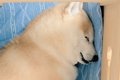 獣医に『お？結構筋…の画像