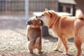 『老犬と子犬』は一…の画像