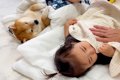 1歳の女の子が豆柴と…の画像