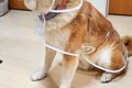『透明のカッパ』を…の画像
