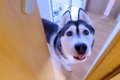 『急いで来てくださ…の画像