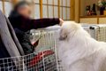 おじいちゃんを散歩…の画像