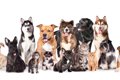人気な犬種ランキン…の画像