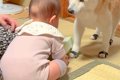 赤ちゃんがひっくり…の画像