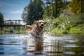 犬が亡くなる可能性…の画像