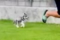 犬を飼うのを反対し…の画像