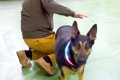 犬の足を拭き終わっ…の画像