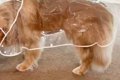 雨なので『カッパ』…の画像