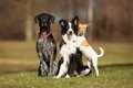 多頭飼いの犬の間の…の画像