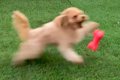 犬のおもちゃを投げ…の画像