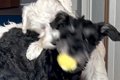 ボール遊び中の犬２…の画像