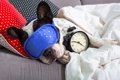 犬の『睡眠時間』が…の画像