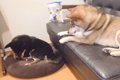 オヤツを1粒だけ残し…の画像