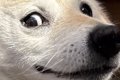 何気なく犬の写真を…の画像