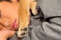 小学生の男の子と犬→…の画像