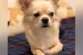 足が悪い犬を『幸せ…の画像