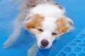2匹の犬をプールに連…の画像
