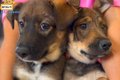 野犬の兄妹をレスキ…の画像