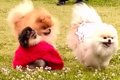『可愛い服を着てい…の画像