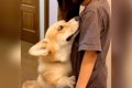 女の子が『よその犬…の画像