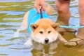 生まれて初めて川に…の画像