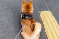 知り合いの犬を預か…の画像