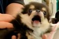 注射におびえてギャ…の画像