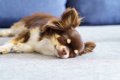 犬が『安心している…の画像