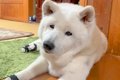 家族の外食中、家で…の画像