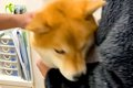 病院に注射を打ちに…の画像