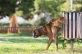 愛犬はおしっこし過…の画像