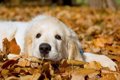 愛犬の体調不良　秋…の画像