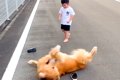 男の子が大型犬に靴…の画像