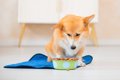 犬が急に『食欲がな…の画像