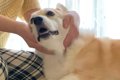 犬を撫でている途中…の画像