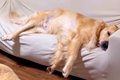 大型犬の『睡眠時間…の画像