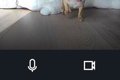 お留守番中の犬に『…の画像