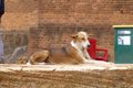 野良犬がいなくなっ…の画像