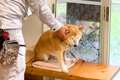 消防点検にやってき…の画像