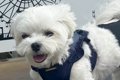 『犬専用のフォトス…の画像